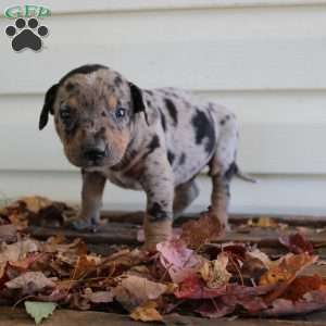 Rustler, Catahoula Leopard Dog Puppy