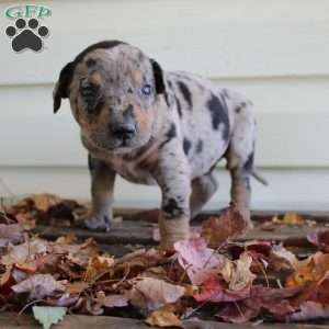 Rustler, Catahoula Leopard Dog Puppy