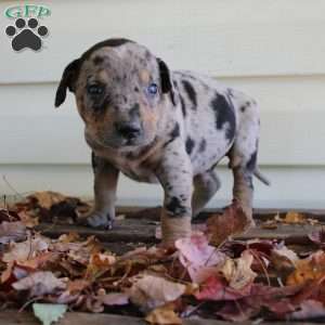 Rustler, Catahoula Leopard Dog Puppy