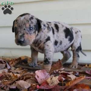 Rustler, Catahoula Leopard Dog Puppy