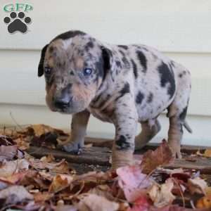 Rustler, Catahoula Leopard Dog Puppy