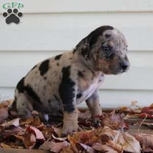 Rustler, Catahoula Leopard Dog Puppy