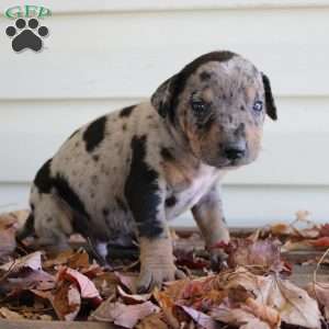 Rustler, Catahoula Leopard Dog Puppy