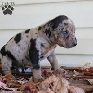 Rustler, Catahoula Leopard Dog Puppy