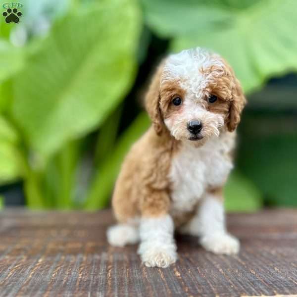 Sarie, Miniature Poodle Puppy