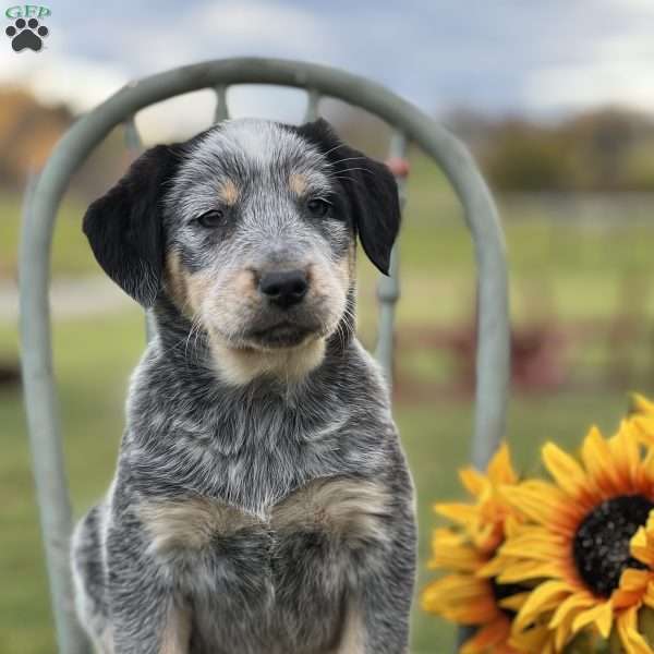 Sophie, Blue Heeler – Australian Cattle Dog Puppy