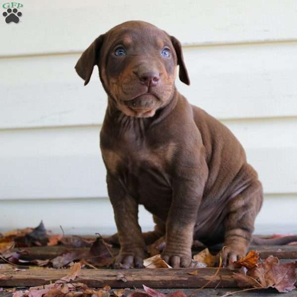 Ricky, Catahoula Leopard Dog Puppy