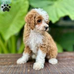 Sarie, Miniature Poodle Puppy