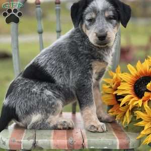 Sophie, Blue Heeler – Australian Cattle Dog Puppy