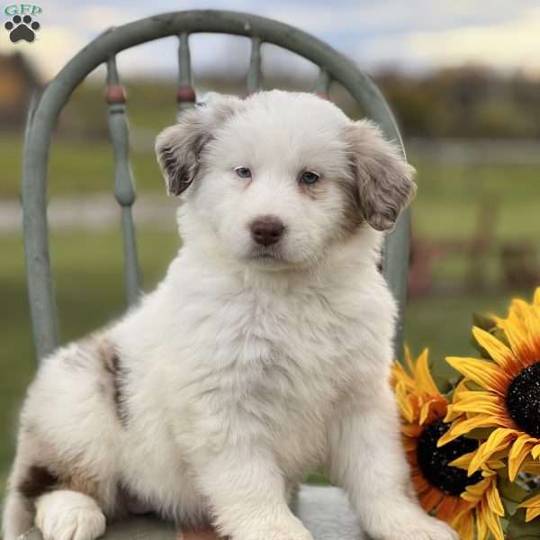 Sweenie, Blue Heeler – Australian Cattle Dog Puppy