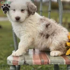 Sweenie, Blue Heeler – Australian Cattle Dog Puppy