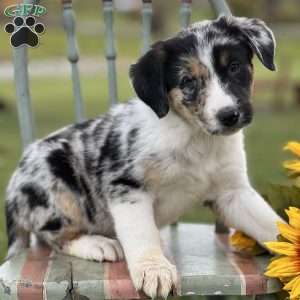 Steven, Blue Heeler – Australian Cattle Dog Puppy