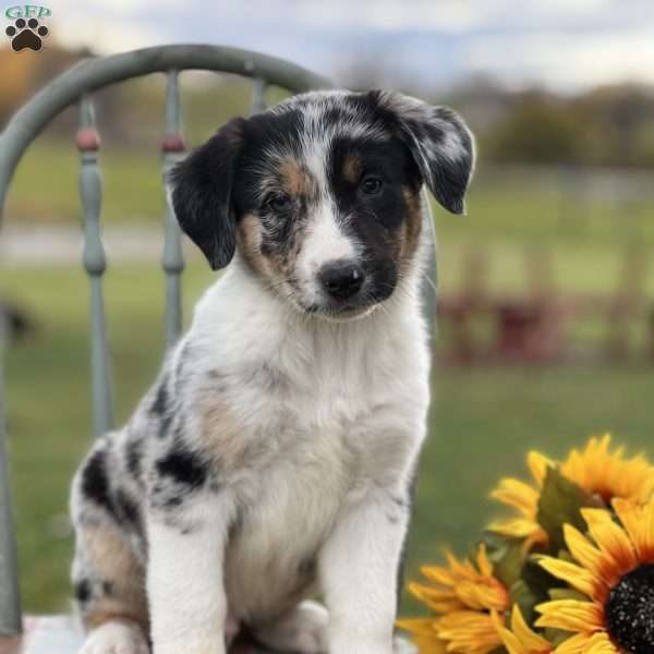 Steven, Blue Heeler – Australian Cattle Dog Puppy