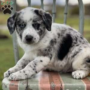 Samuel, Blue Heeler – Australian Cattle Dog Puppy