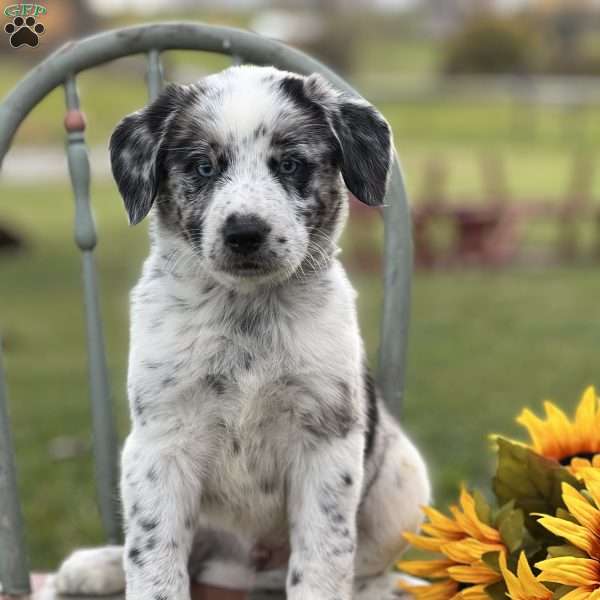 Samuel, Blue Heeler – Australian Cattle Dog Puppy