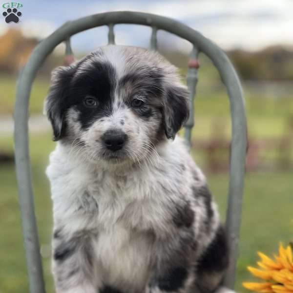 Simon, Blue Heeler – Australian Cattle Dog Puppy