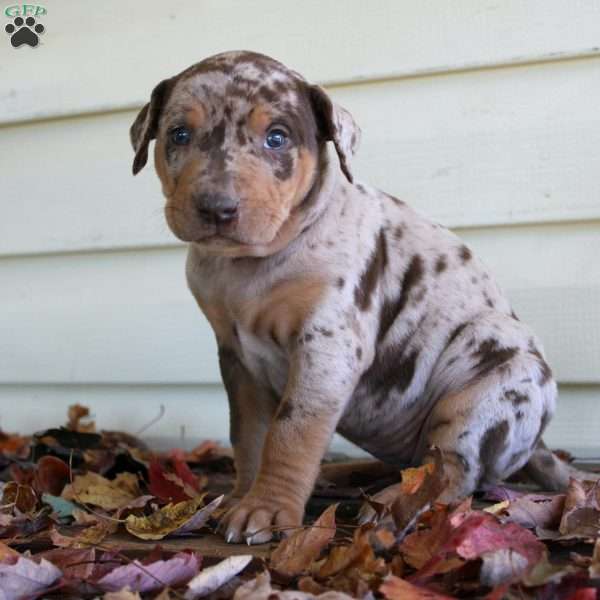 Rachel, Catahoula Leopard Dog Puppy