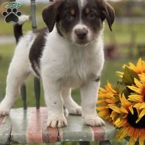 Shawn, Blue Heeler – Australian Cattle Dog Puppy