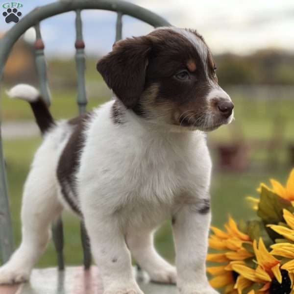 Shawn, Blue Heeler – Australian Cattle Dog Puppy