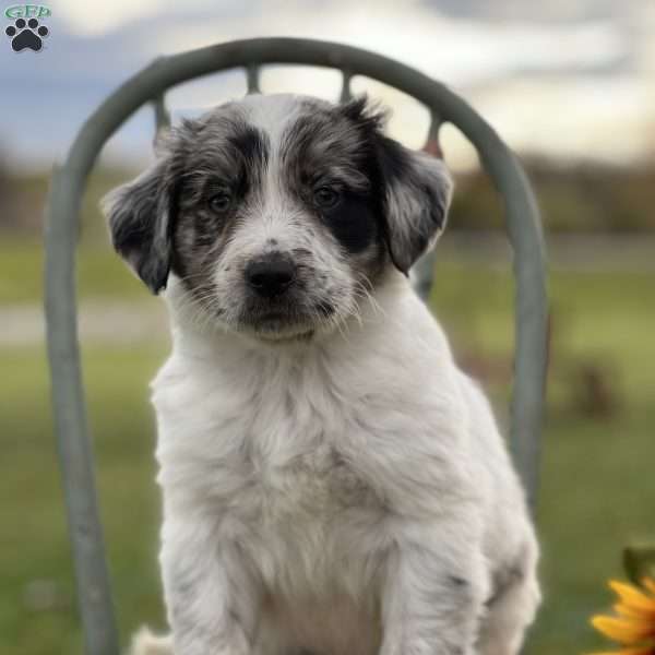 Sparky, Blue Heeler – Australian Cattle Dog Puppy