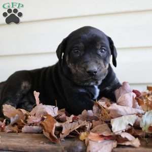 Rosie, Catahoula Leopard Dog Puppy