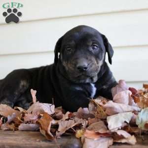 Rosie, Catahoula Leopard Dog Puppy