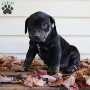 Rosie, Catahoula Leopard Dog Puppy