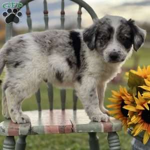 Sparky, Blue Heeler – Australian Cattle Dog Puppy