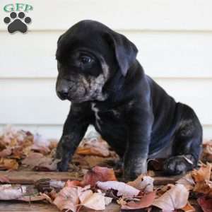 Rosie, Catahoula Leopard Dog Puppy