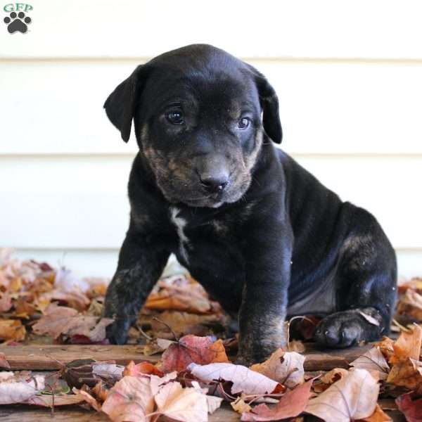 Rosie, Catahoula Leopard Dog Puppy