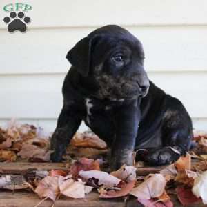 Rosie, Catahoula Leopard Dog Puppy