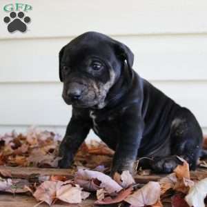 Rosie, Catahoula Leopard Dog Puppy