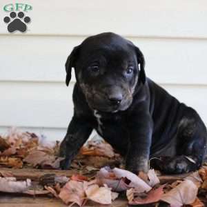 Rosie, Catahoula Leopard Dog Puppy