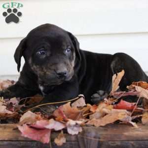 Rosie, Catahoula Leopard Dog Puppy