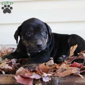 Rosie, Catahoula Leopard Dog Puppy