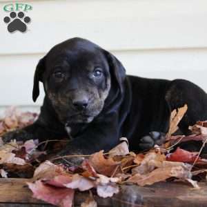 Rosie, Catahoula Leopard Dog Puppy