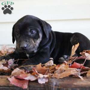 Rosie, Catahoula Leopard Dog Puppy