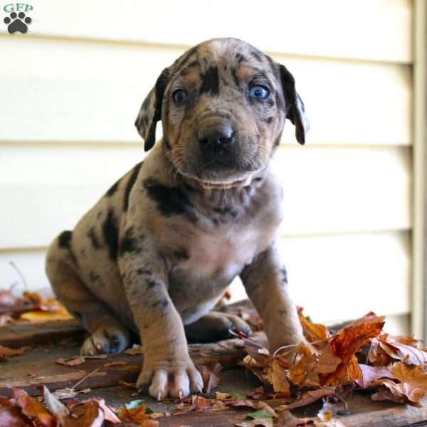 Rambo, Catahoula Leopard Dog Puppy