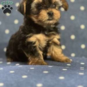 Stark, Yorkie Puppy