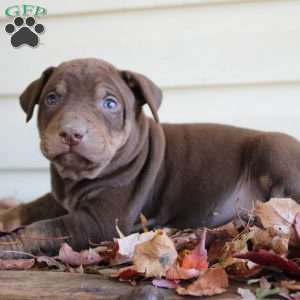 Ronnie, Catahoula Leopard Dog Puppy