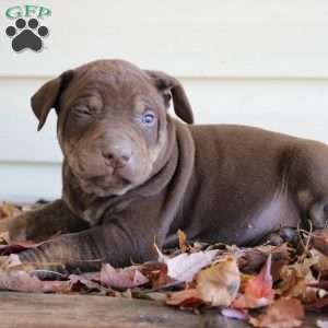 Ronnie, Catahoula Leopard Dog Puppy