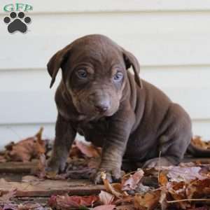 Ronnie, Catahoula Leopard Dog Puppy