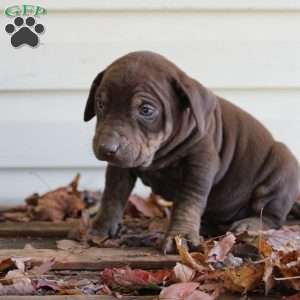 Ronnie, Catahoula Leopard Dog Puppy