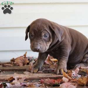 Ronnie, Catahoula Leopard Dog Puppy