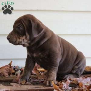 Ronnie, Catahoula Leopard Dog Puppy