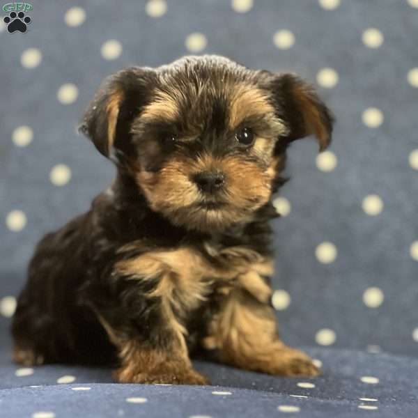 Stark, Yorkie Puppy