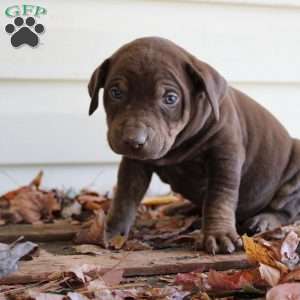 Ronnie, Catahoula Leopard Dog Puppy