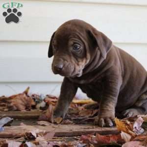 Ronnie, Catahoula Leopard Dog Puppy