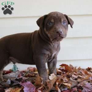 Ronnie, Catahoula Leopard Dog Puppy