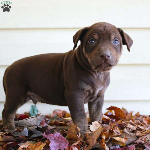 Ronnie, Catahoula Leopard Dog Puppy